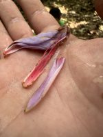 Heterostemon mimosoides