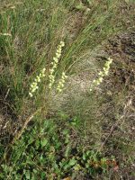 Heuchera cylindrica