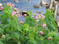 Hibiscus mutabilis