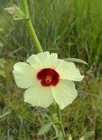 Hibiscus sabdariffa