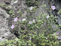 Hibiscus syriacus