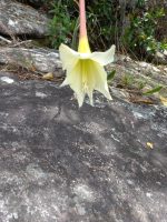 Hippeastrum elegans