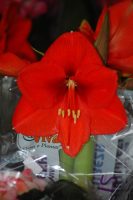 Hippeastrum striatum
