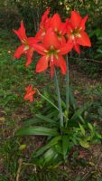 Hippeastrum striatum