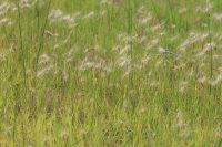 Hordeum intermedium