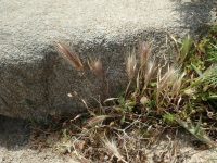 Hordeum murinum