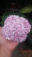 Hydrangea macrophylla