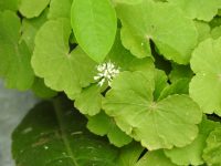 Hydrocotyle leucocephala