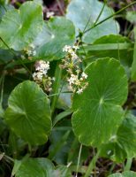 Hydrocotyle verticillata