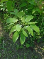 Hymenaea courbaril