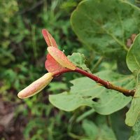 Hymenaea stigonocarpa