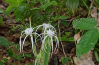 Hymenocallis littoralis