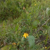 Hypericum brasiliense