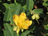 Hypericum calycinum