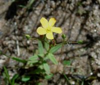 Hypericum carinatum