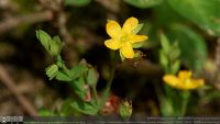 Hypericum japonicum