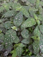Hypoestes sanguinolenta