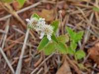 Hyptis lantanifolia