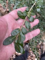Ilex crenata