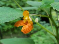 Impatiens capensis