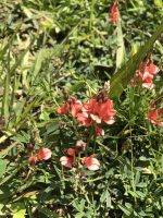 Indigofera campestris