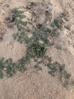 Indigofera microcarpa