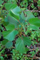 Ipomoea asarifolia