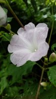 Ipomoea batatoides