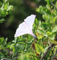 Ipomoea cairica