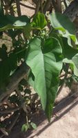 Ipomoea carnea