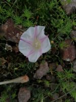 Ipomoea cuneifolia