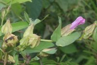 Ipomoea fimbriosepala