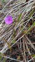 Ipomoea leprieurii