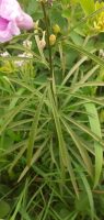 Ipomoea malpighipila