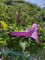 Ipomoea rosea