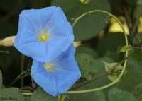Ipomoea tricolor
