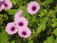 Ipomoea trifida