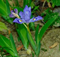 Iris cristata