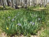 Iris missouriensis