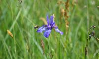 Iris pallida