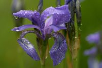 Iris sibirica