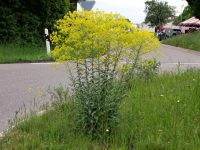 Isatis tinctoria