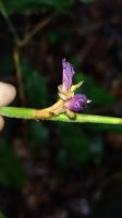 Ischnosiphon puberulus