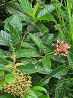 Isertia parviflora