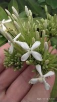 Ixora finlaysoniana