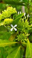 Ixora finlaysoniana
