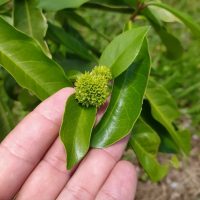 Ixora finlaysoniana