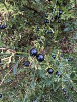 Jasminum humile