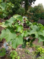 Jatropha curcas