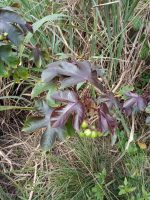 Jatropha gossypiifolia